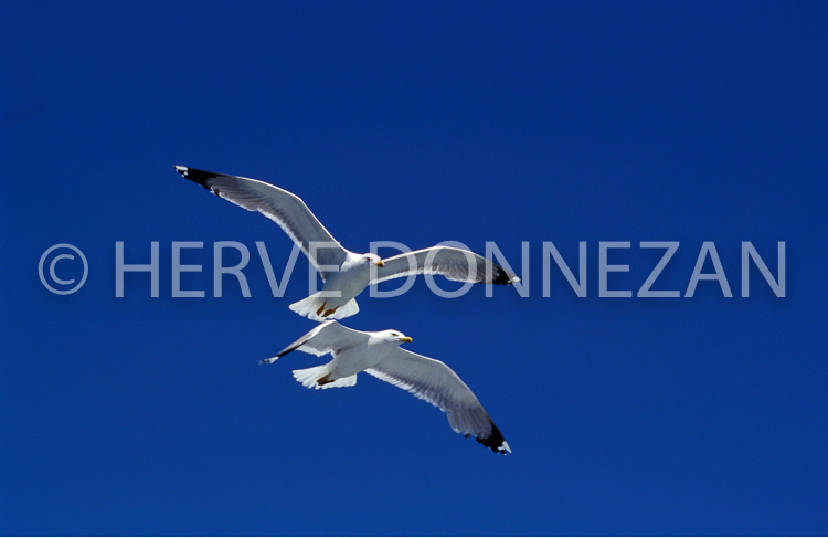 0273 MOUETTES A4