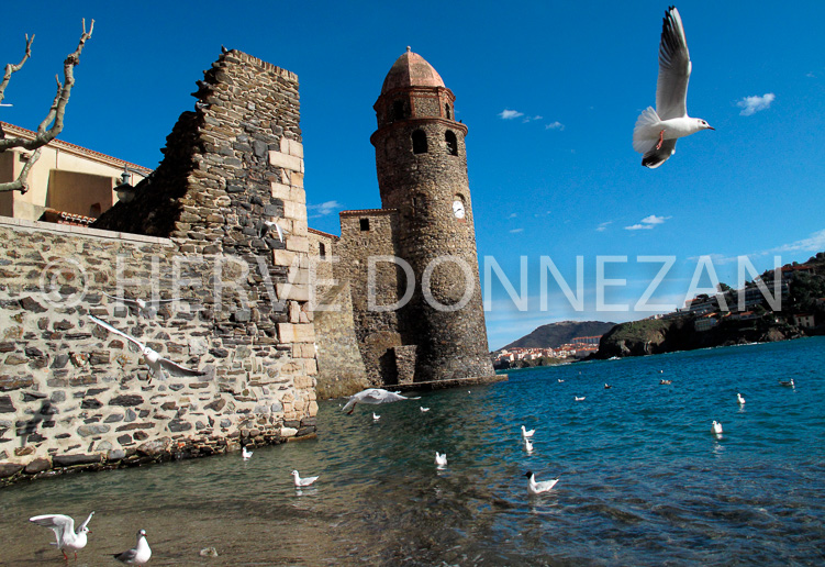 2923_0090COLLIOURE_MOUETTES-4