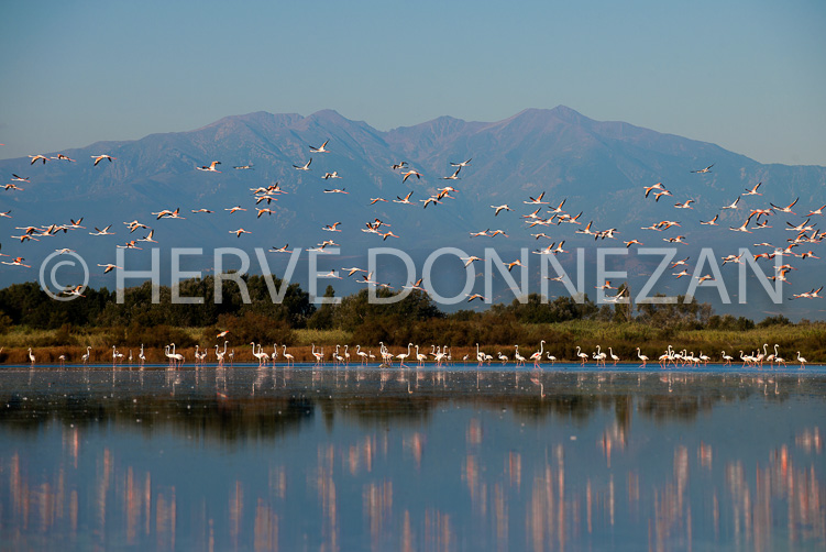 3524_110056_FLAMANDS-CANIGOU -CANET