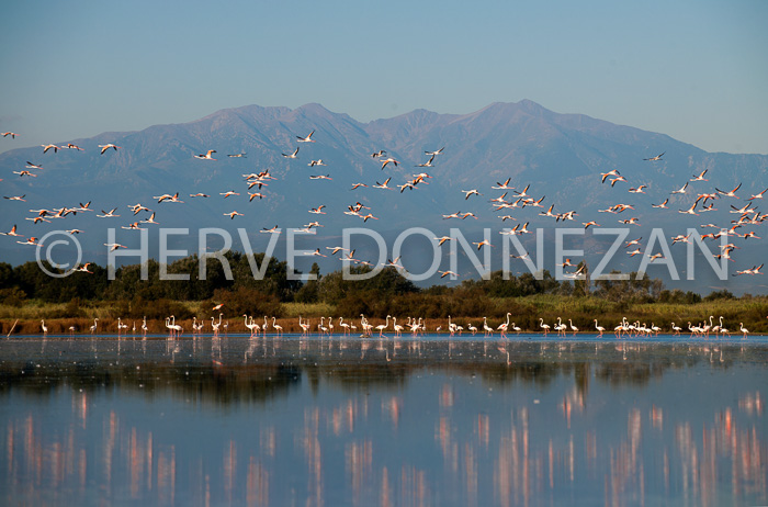 3524_110056_ETANG-CANET-FLAMANDS ROSES