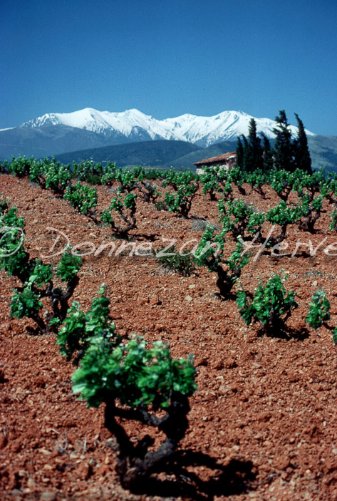 0008 ASPRES VIGNES_CASOT_CANIGOU