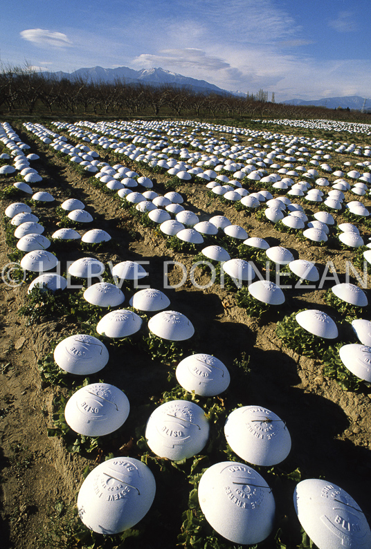 AGRICULTURE SALADES PRODUCTION PRODUITS 4eme GAMME