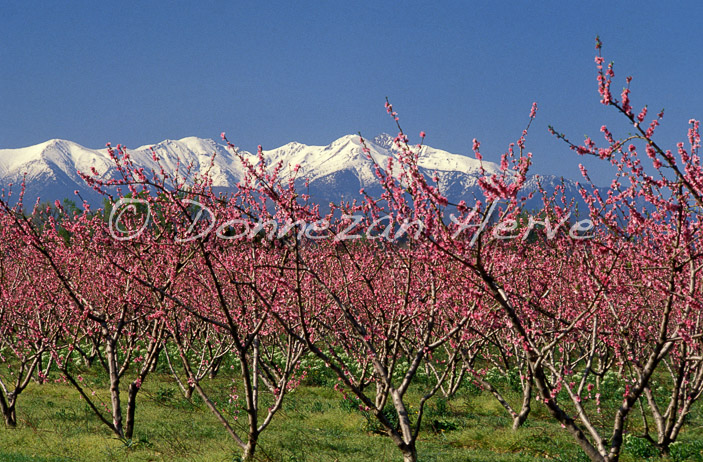 0026 ILLE PECHERS CANIGOU