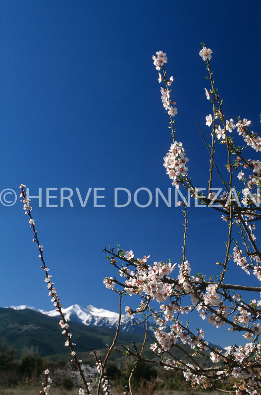 FRANCE PYRENEES ORIENTALES  Agriculture