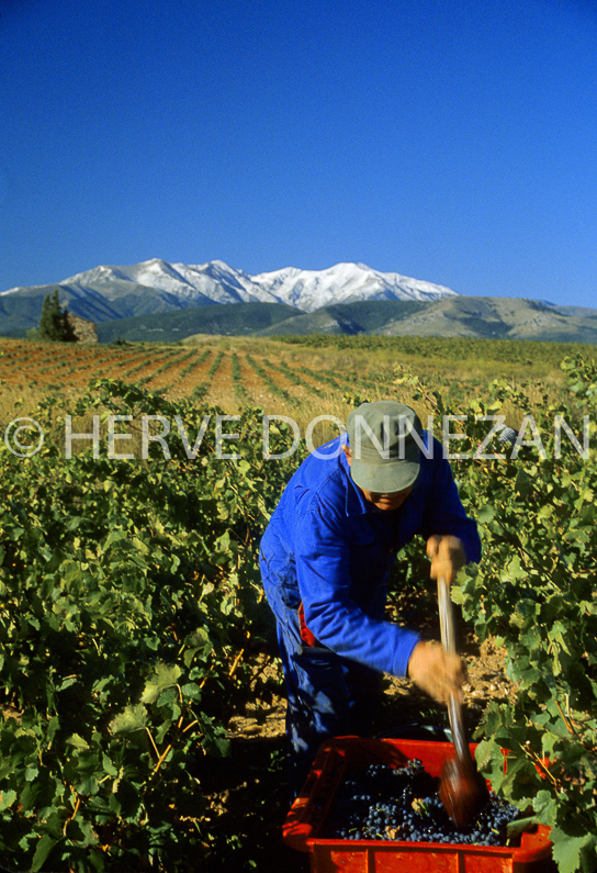 FRANCE PYRENEES ORIENTALES ASPRES CANIGOU