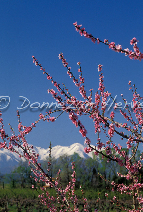 0048_28036_PECHERS_CANIGOU