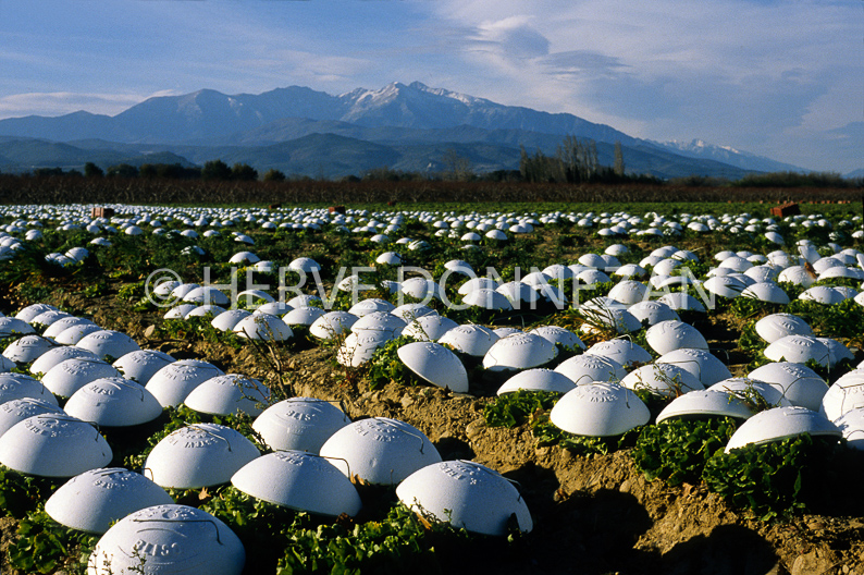 FRANCE ROUSSILLON PYRENEES ORIENTALES SALADES 4eme gamme