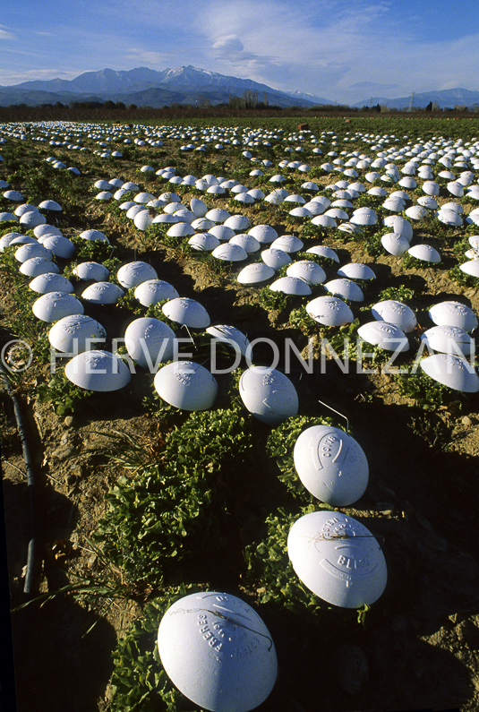 conflent Agriculture