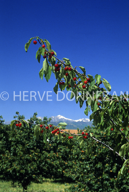 CERISES DE CERET