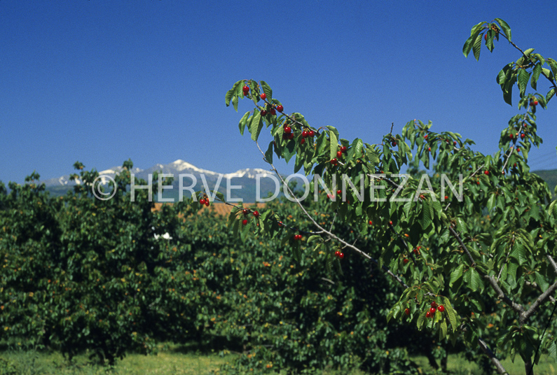 CERISES DE CERET