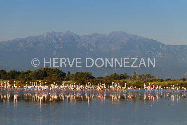 FRANCE ROUSSILLON PYRENEES ORIENTALES CANIGOU