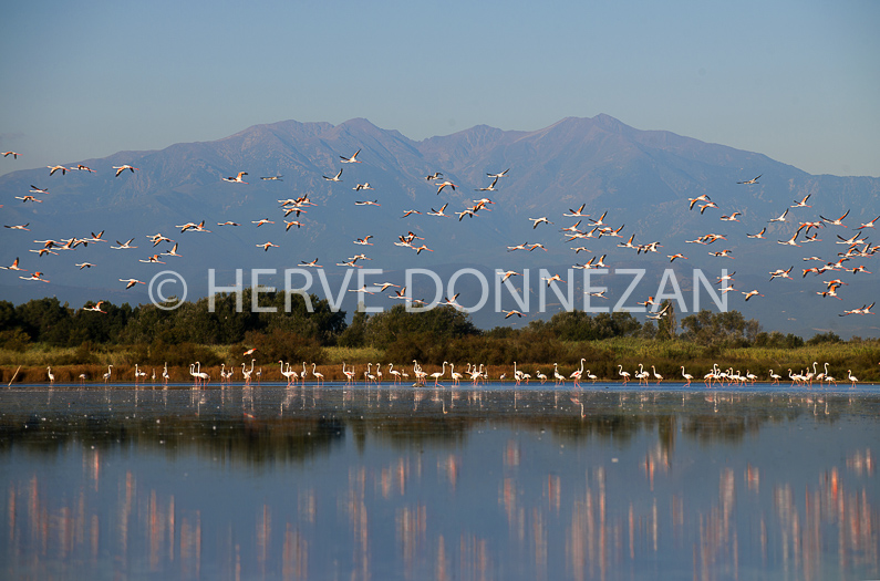 FRANCE ROUSSILLON PYRENEES ORIENTALES CANIGOU