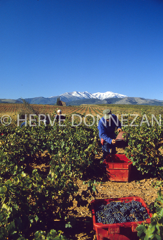 FRANCE ROUSSILLON PYRENEES ORIENTALES LES ASPRES CANIGOU