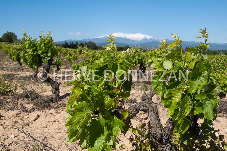 FRANCE ROUSSILLON ASPRES