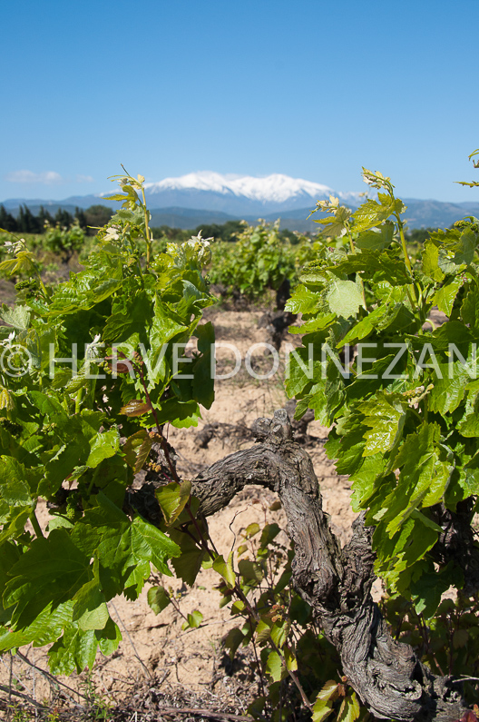 FRANCE ROUSSILLON ASPRES