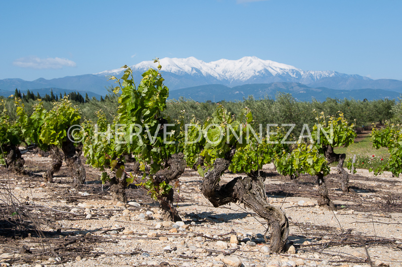 FRANCE ROUSSILLON ASPRES