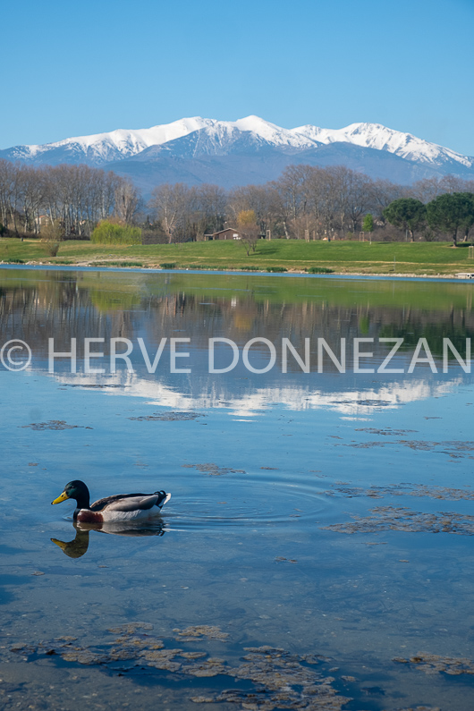 FRANCE ROUSSILLON PYRENEES ORIENTALES LE BOULOU CANIGOU