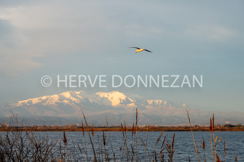 FRANCE ROUSSILLON PYRENEES ORIENTALES CANIGOU