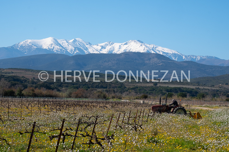 FRANCE PYRENEES ORIENTALES COTES ROUSSILLON VIGNES les ASPRES CANIGOU