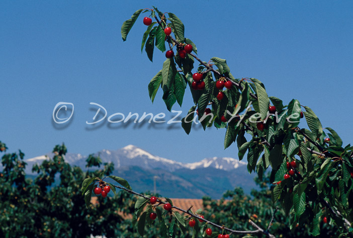 0254 CERET_CANIGOU