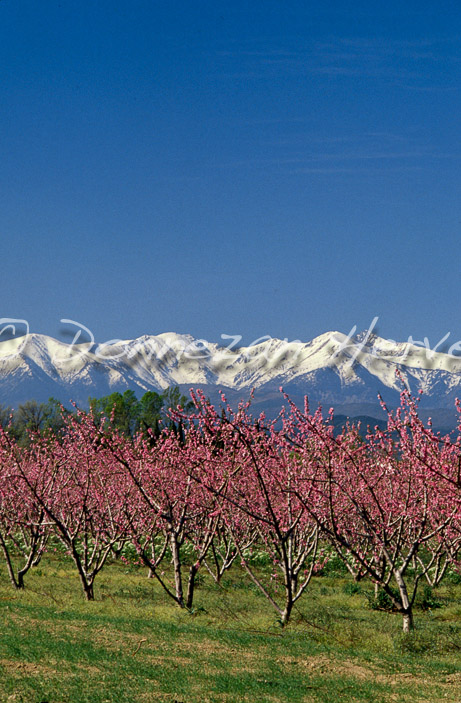 0257 PECHERS ILLE_CANIGOU
