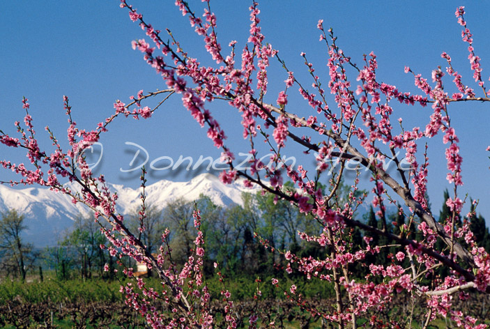 0258 PECHERS ILLE_CANIGOU