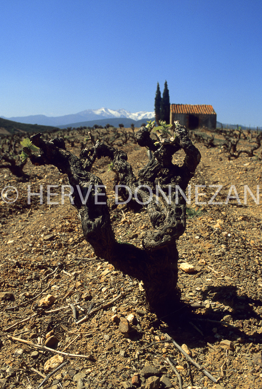 FRANCE ROUSSILLON RIVESALTES