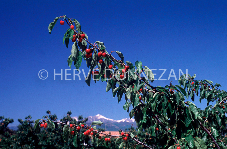 CERISES CERET P.O.