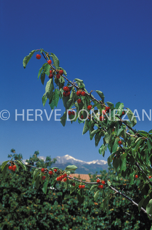 CERISES CERET P.O.