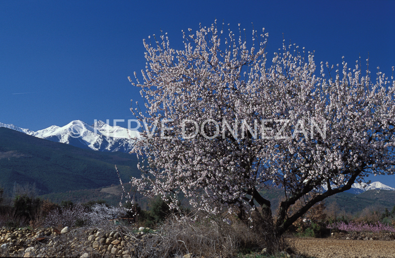 FRANCE ROUSSILLON LE CANIGOU