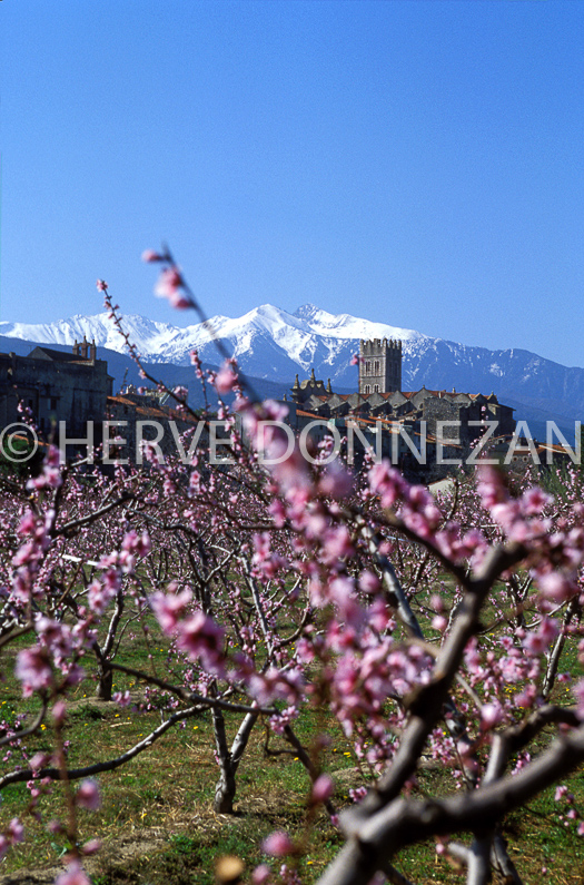 FRANCE PURENEES ORIENTALES ILLE/TET
