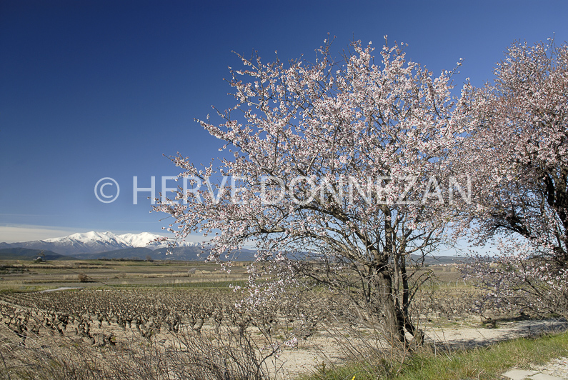 FRANCE ROUSSILLON LES ASPRES ET CANIGOU