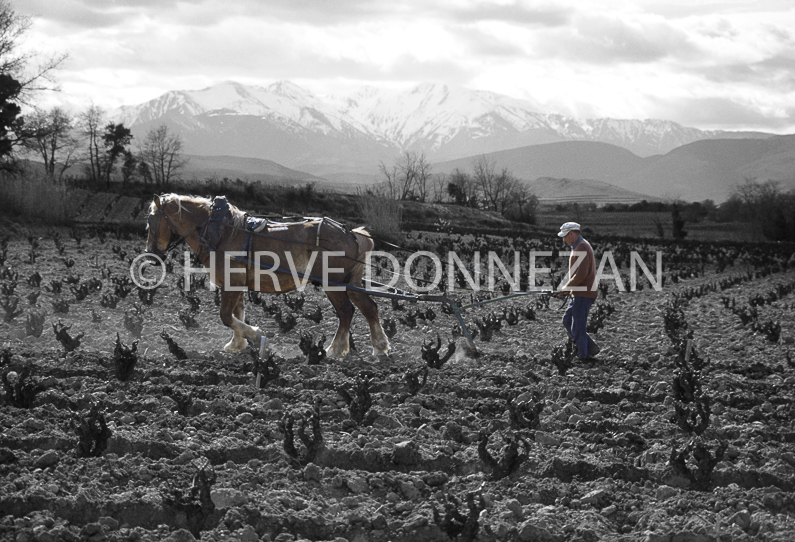 FRANCE PYRENEES ORIENTALES ASPRES LABOUR