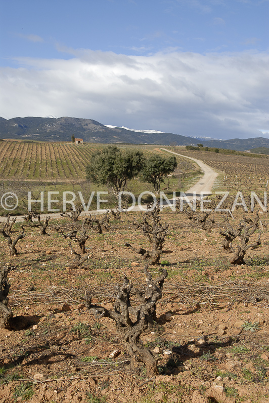 FRANCE ROUSSILLON ASPRES VINEYARD