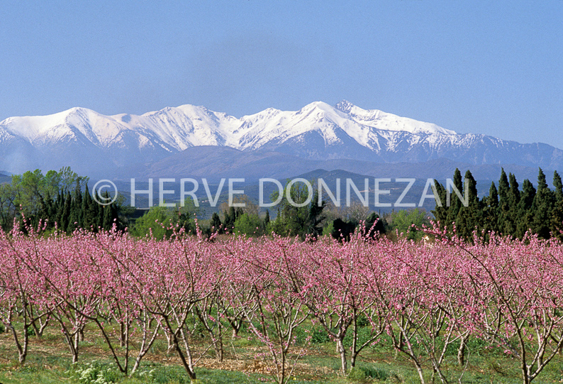 FRANCE PYRENEES ORIENTALES ROUSSILLON CONFLENT ILLE SUR TET