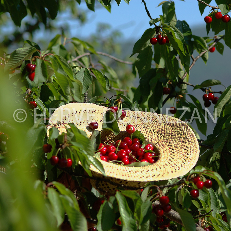 1642_32021_CERET CERISES