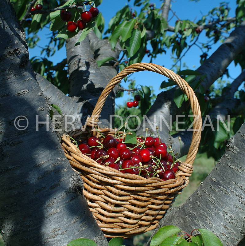 1646_32060 CERET CERISES