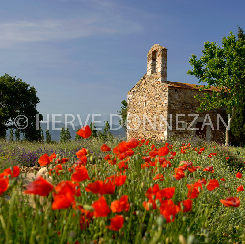 1793-SAN NAZARI OLIVOS POPPIES