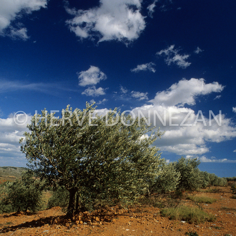 1857-39043_OLIVIER
