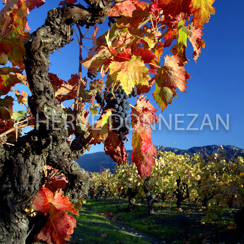 2132_35242VIGNE_AUTOMNE_RAISIN