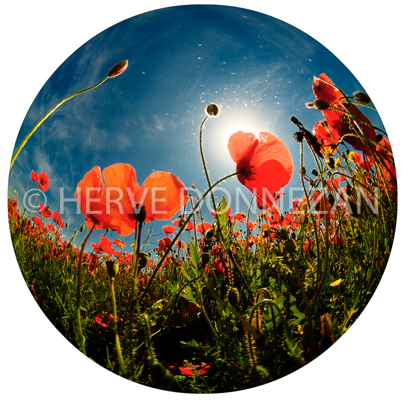 3201_1347_COQUELICOT_FISH_EYE