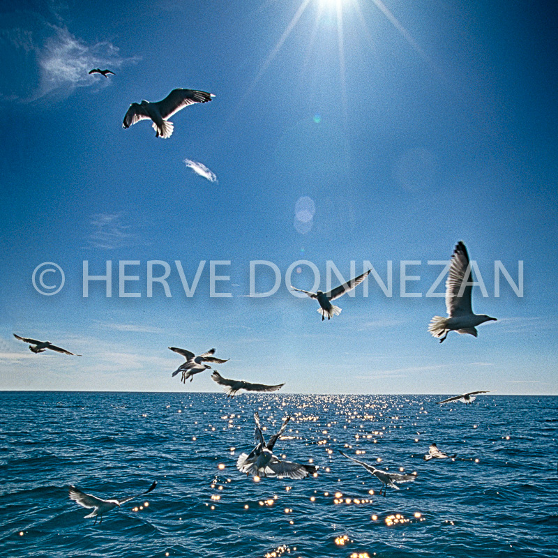 4775_128805_MARINE_MOUETTES