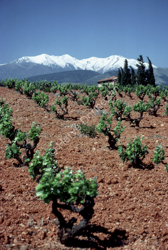 0008_ASPRES CANIGOU