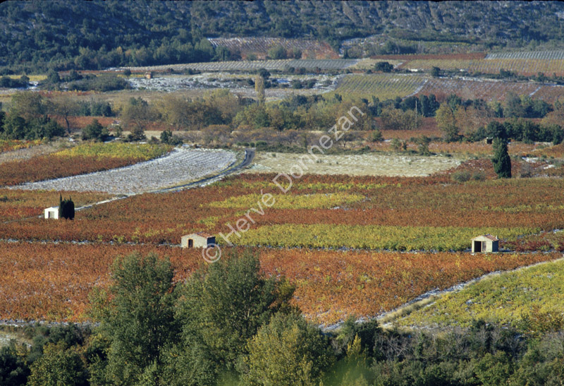 0118 VIGNES AUTOMNE_A4