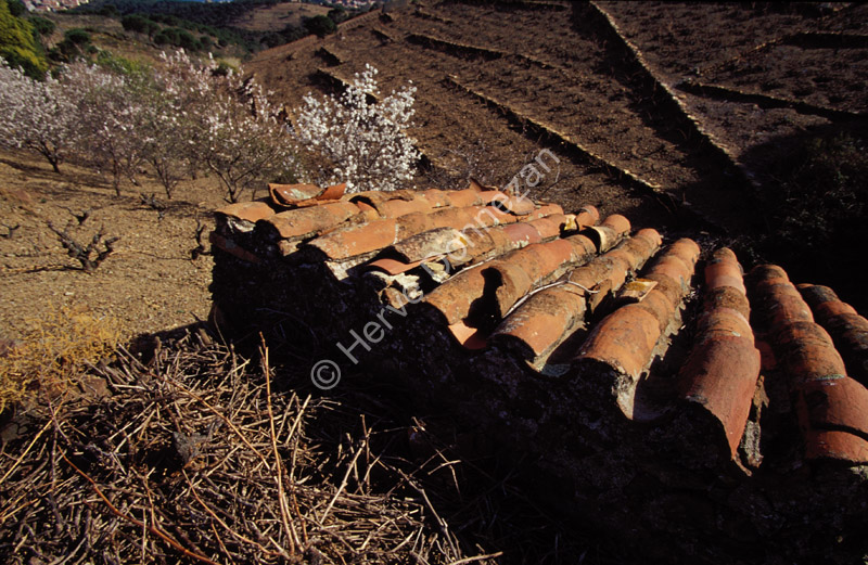 0255 COLLIOURE-A