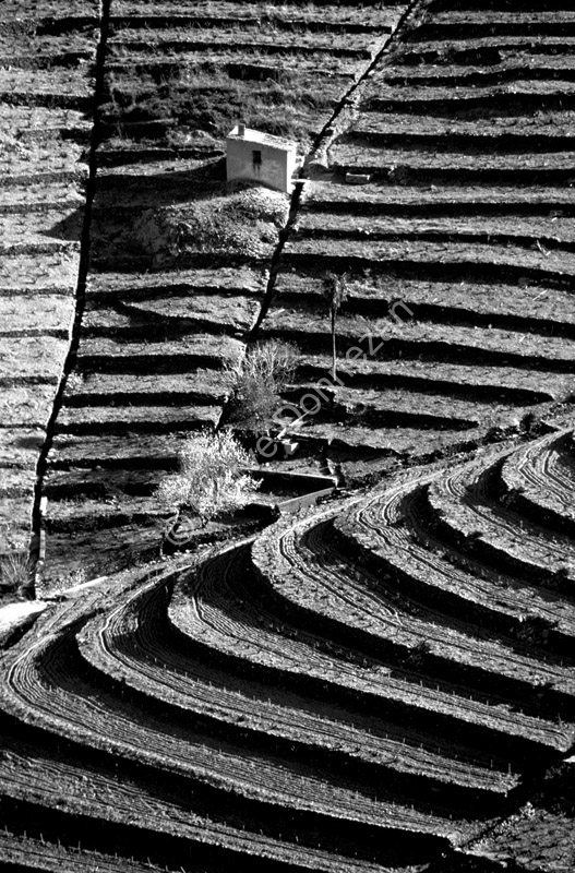 0287 VIGNE BANYULS A4BN