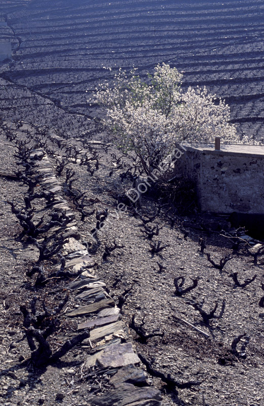 0289 BANYULS VIGNES_A4