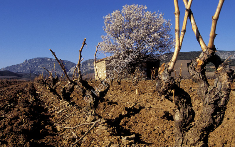 0291  VIGNES FENOUILLE#50E1