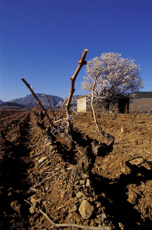 0292  VIGNES FENOUILLE#50E0