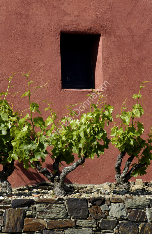 0505 CASOT COLLIOURE R#50BF